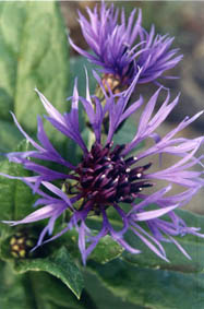 Centaurea montana